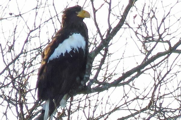 Rare Steller’s Sea Eagle Spotted in North America, 5,000 Miles From Home