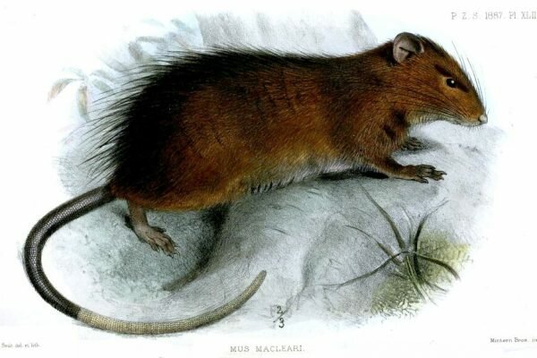 Researchers are Exploring how to Bring Back an Extinct Species of Rat